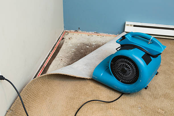 Best Local water damage restoration  in Robins Af, GA